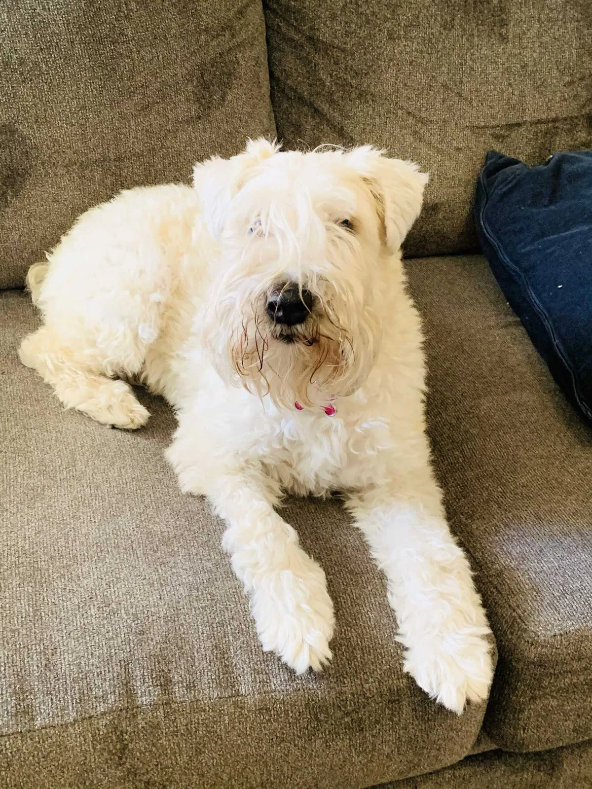 Lost dog in San Antonio, TX, 78250