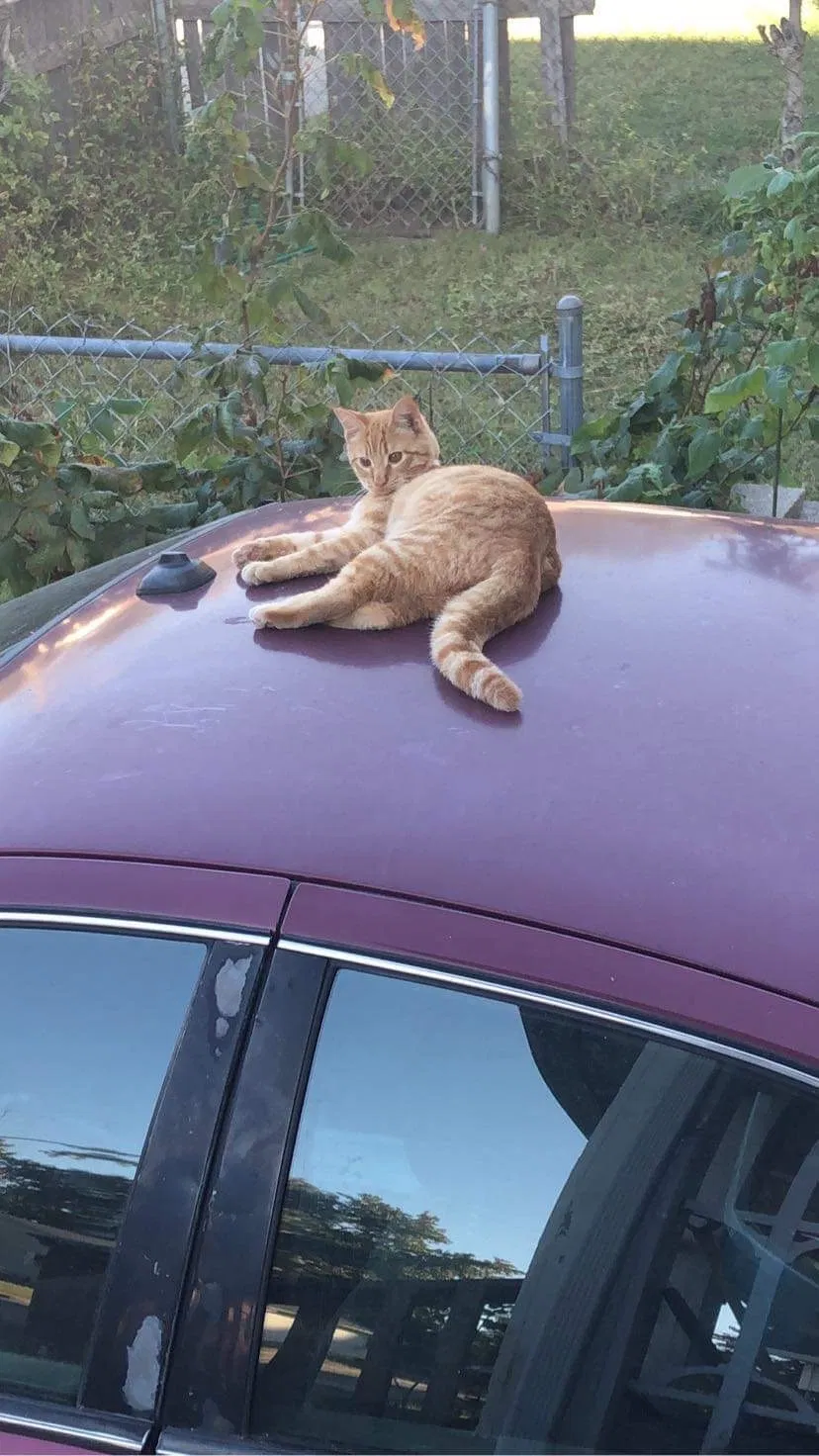 Lost cat in Evansville, IN, 47714