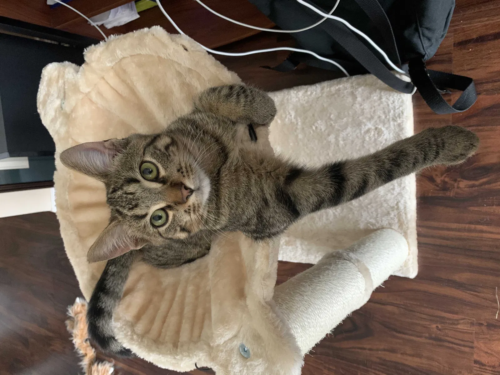 Lost cat in Detroit, MI, 48201