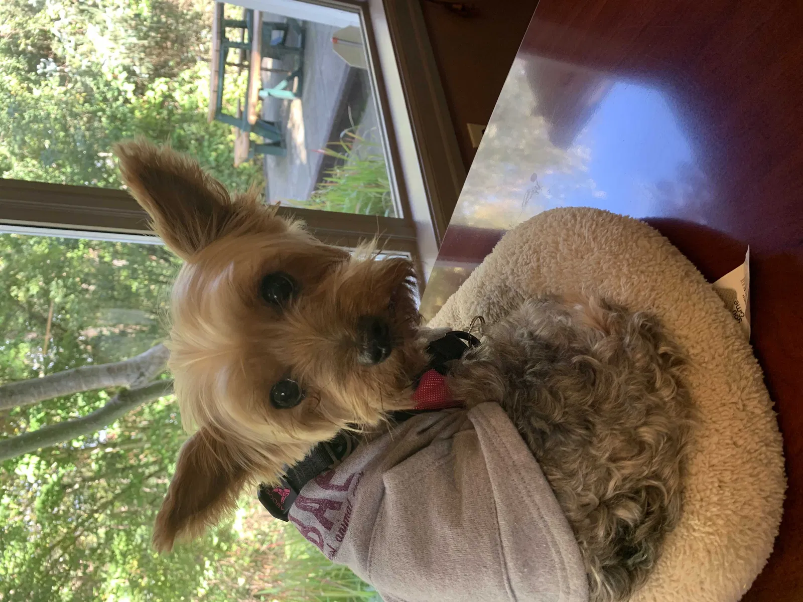 Lost dog in Seattle, WA, 98136