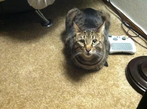 Lost cat in Daly City, CA, 94014