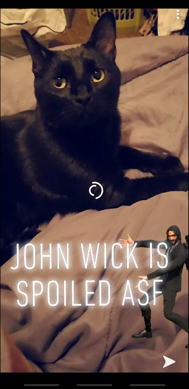 Lost cat in Waco, TX, 76711