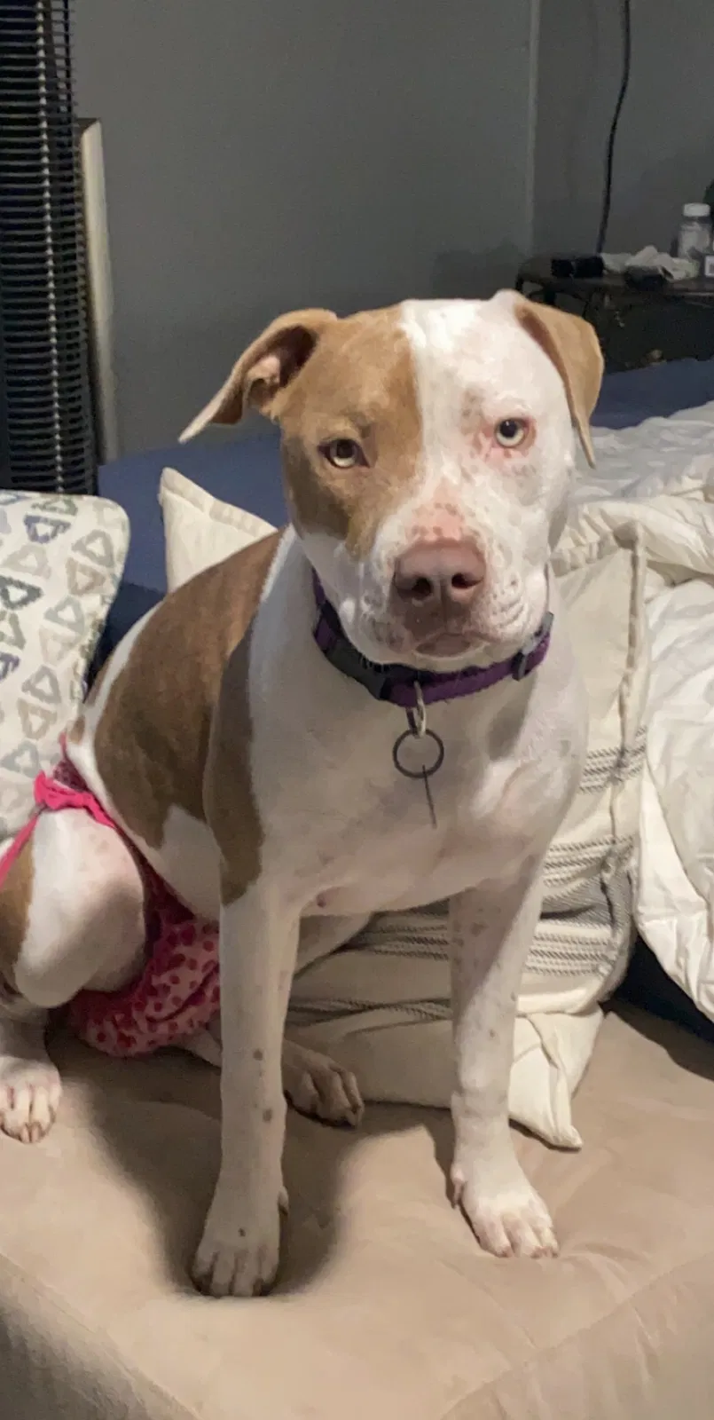 Lost dog in Abilene, TX, 79605