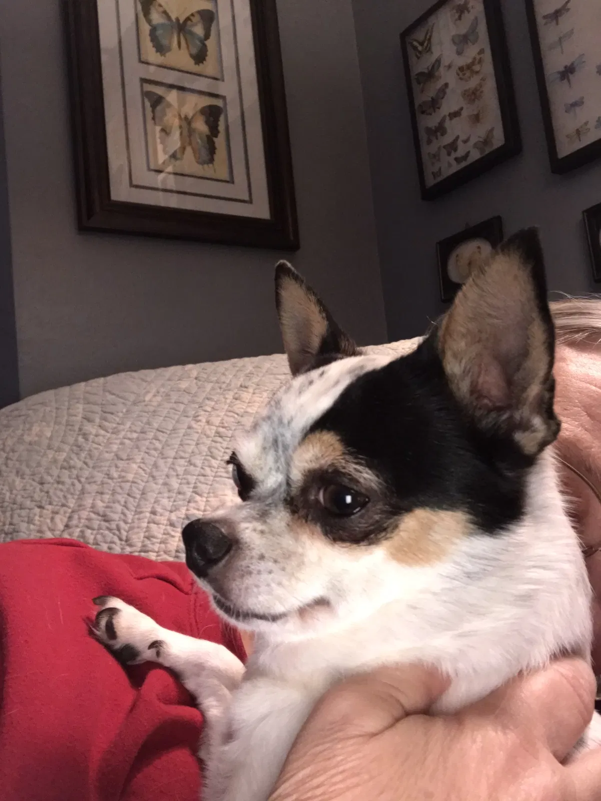 Lost dog in Ashland City, TN, 37015