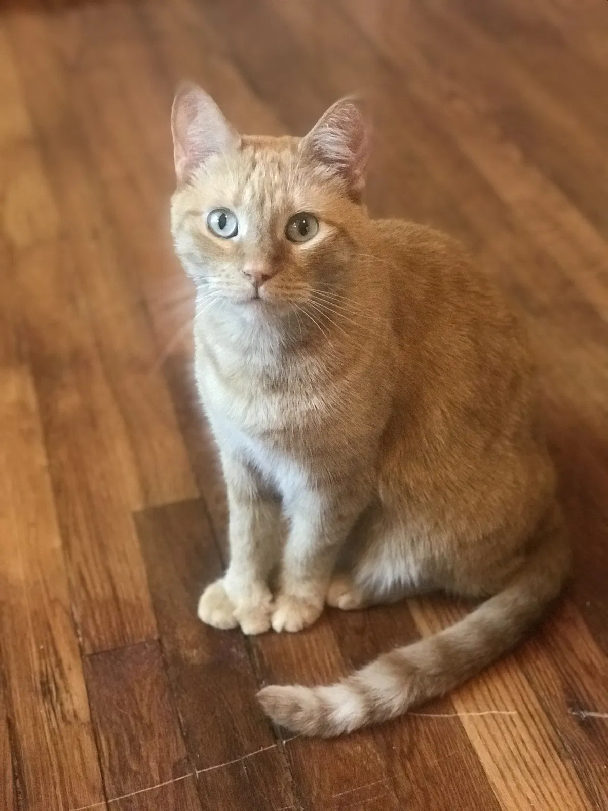 Lost cat in Birmingham, AL, 35226