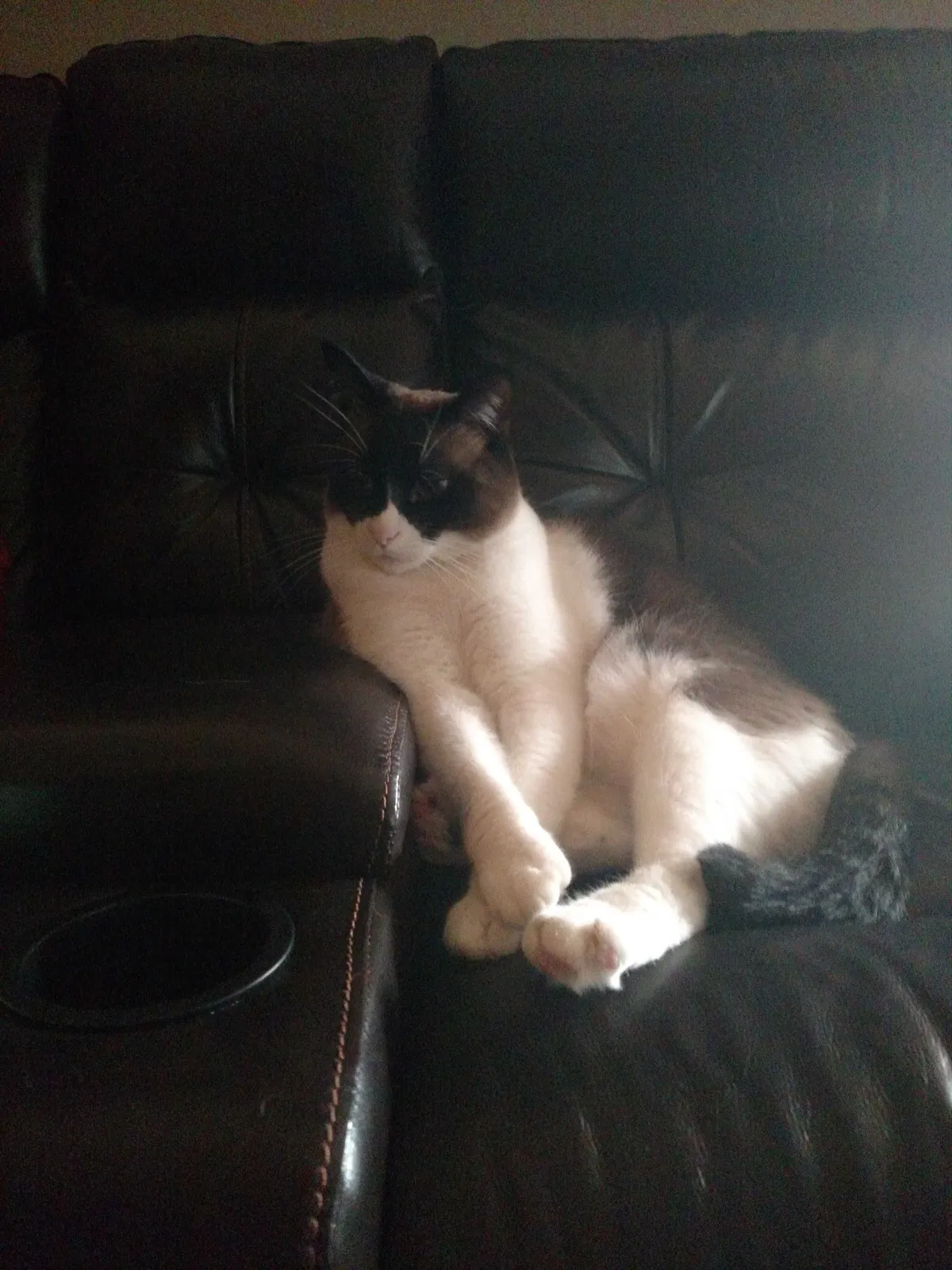 Lost cat in Harrisburg, SD, 57032