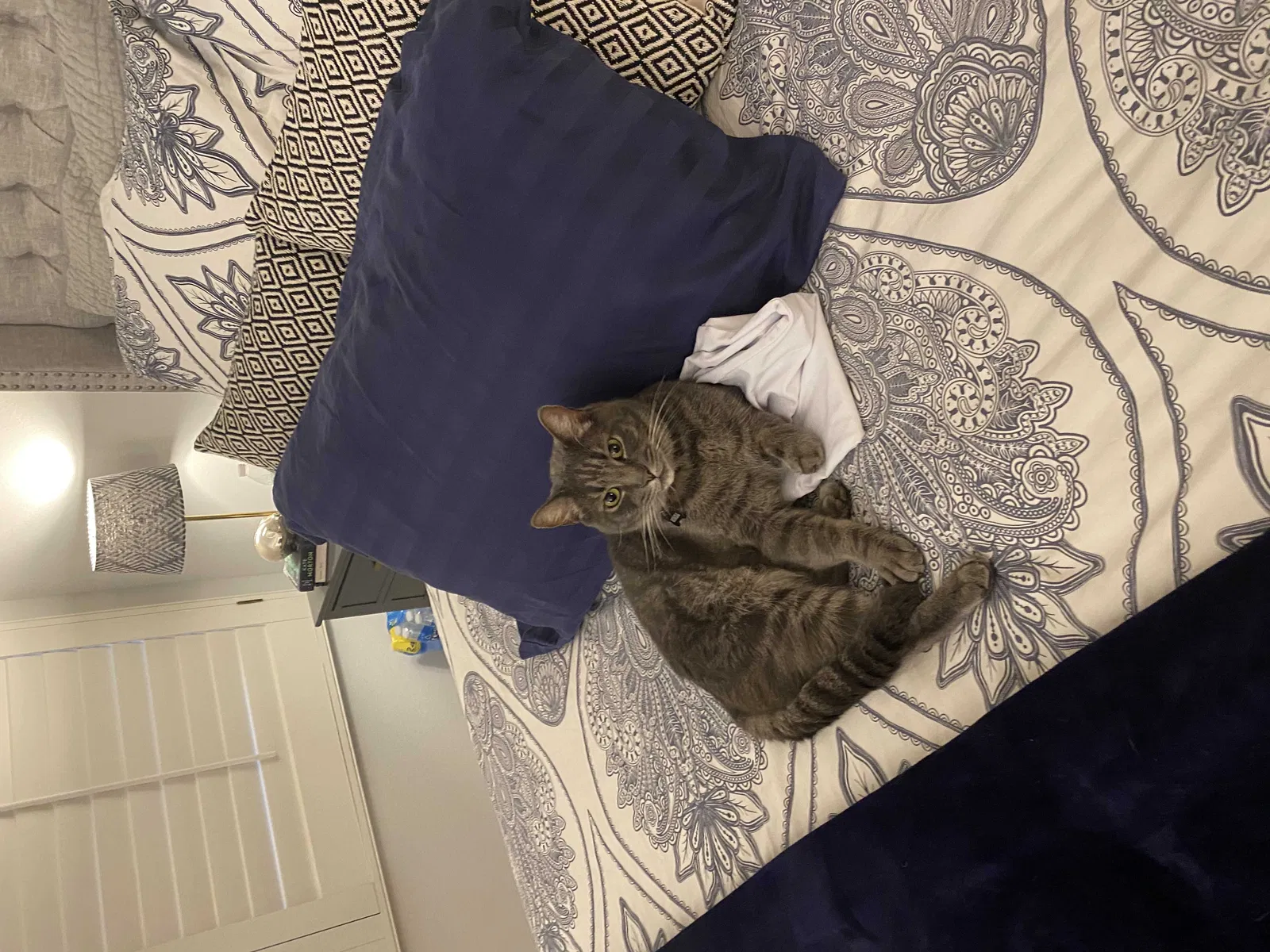 Lost cat in Irvine, CA, 92602