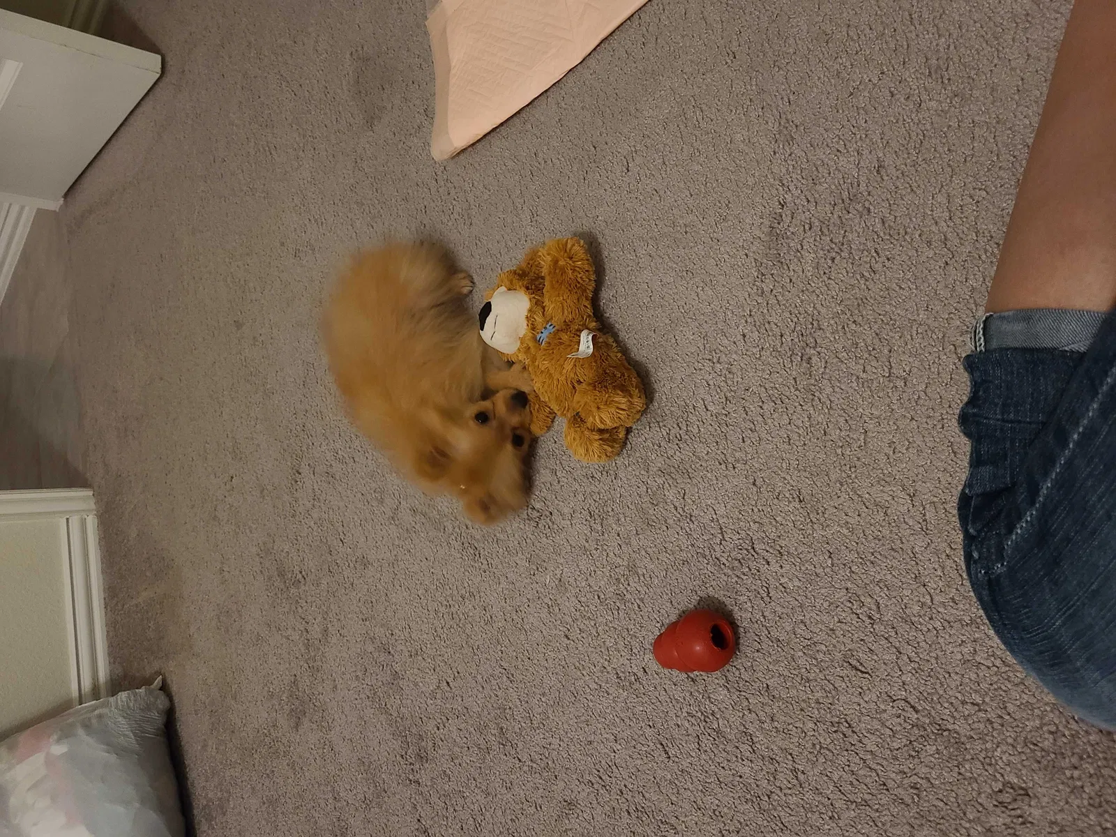 Lost dog in Cypress, TX, 77433