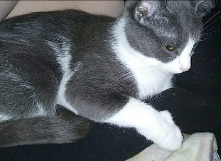 Lost cat in Edison, NJ, 8817