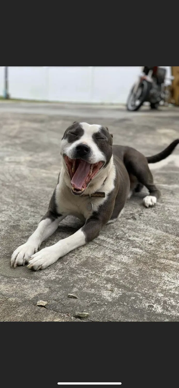 Lost dog in Myrtle Beach, SC, 29577