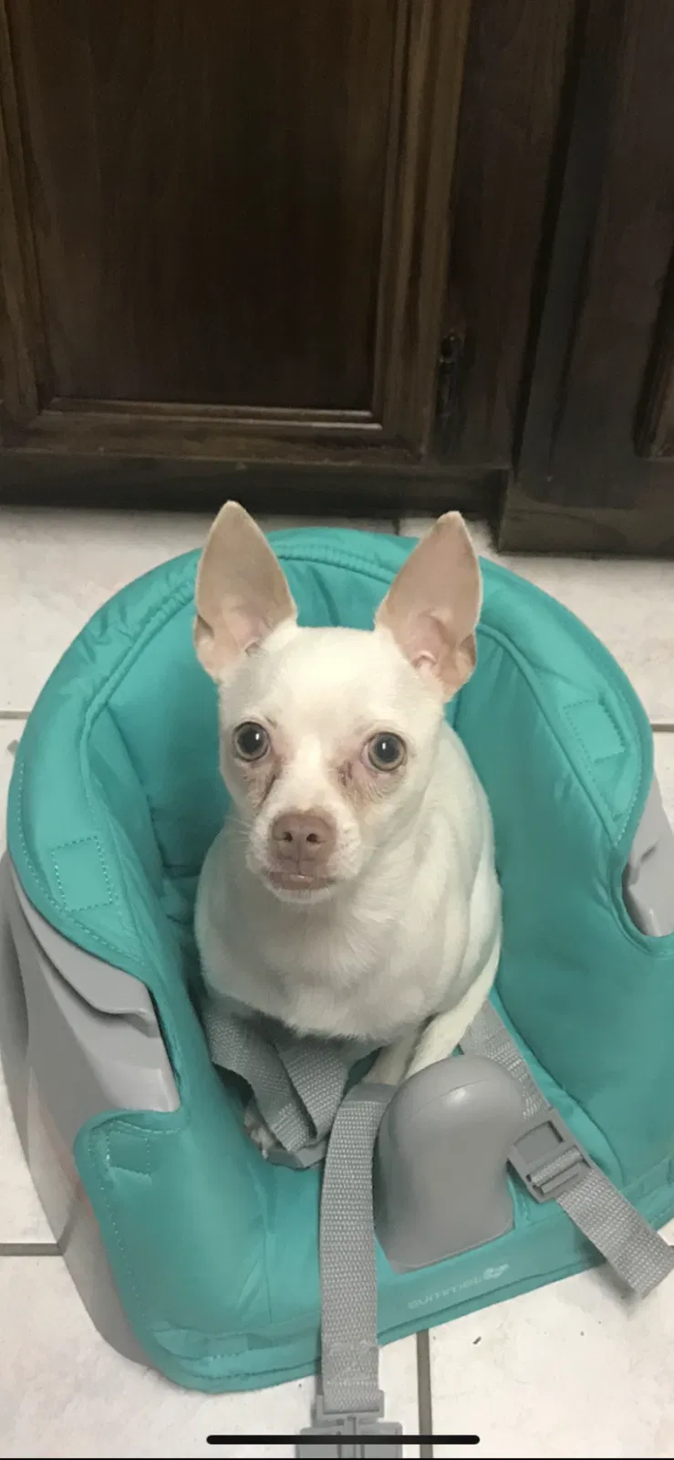 Lost dog in Stafford, TX, 77477