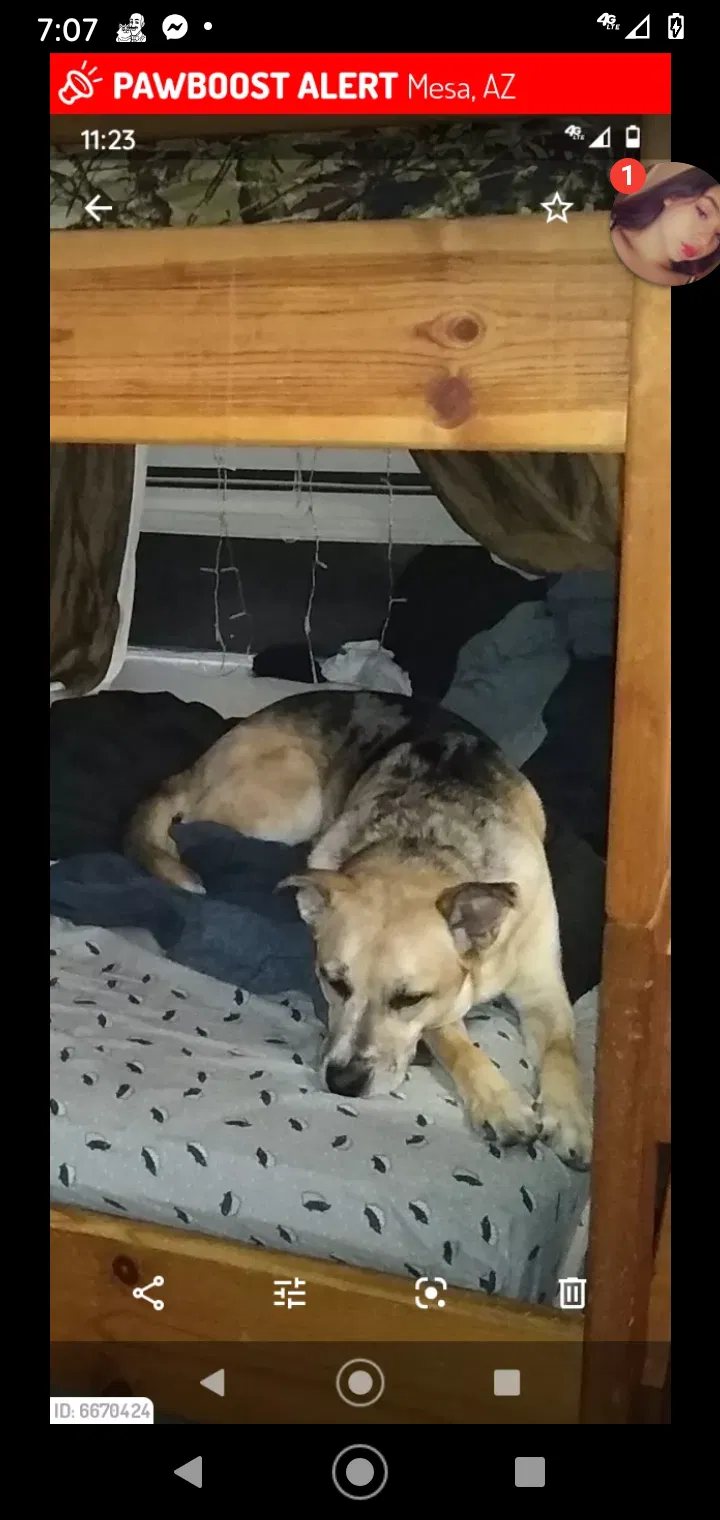 Lost dog in Mesa, AZ, 85204