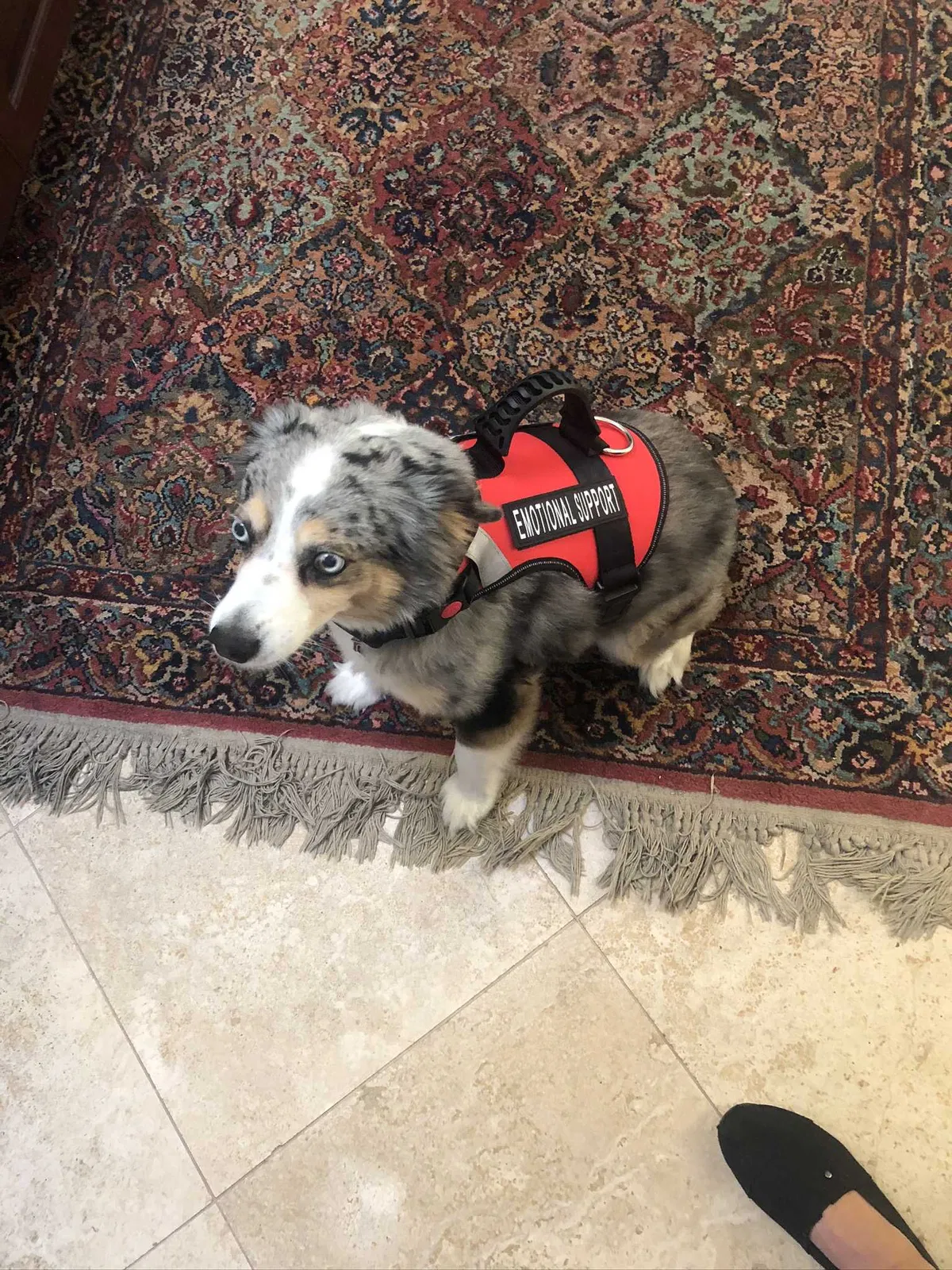 Lost dog in Rancho Santa Fe, CA, 92067