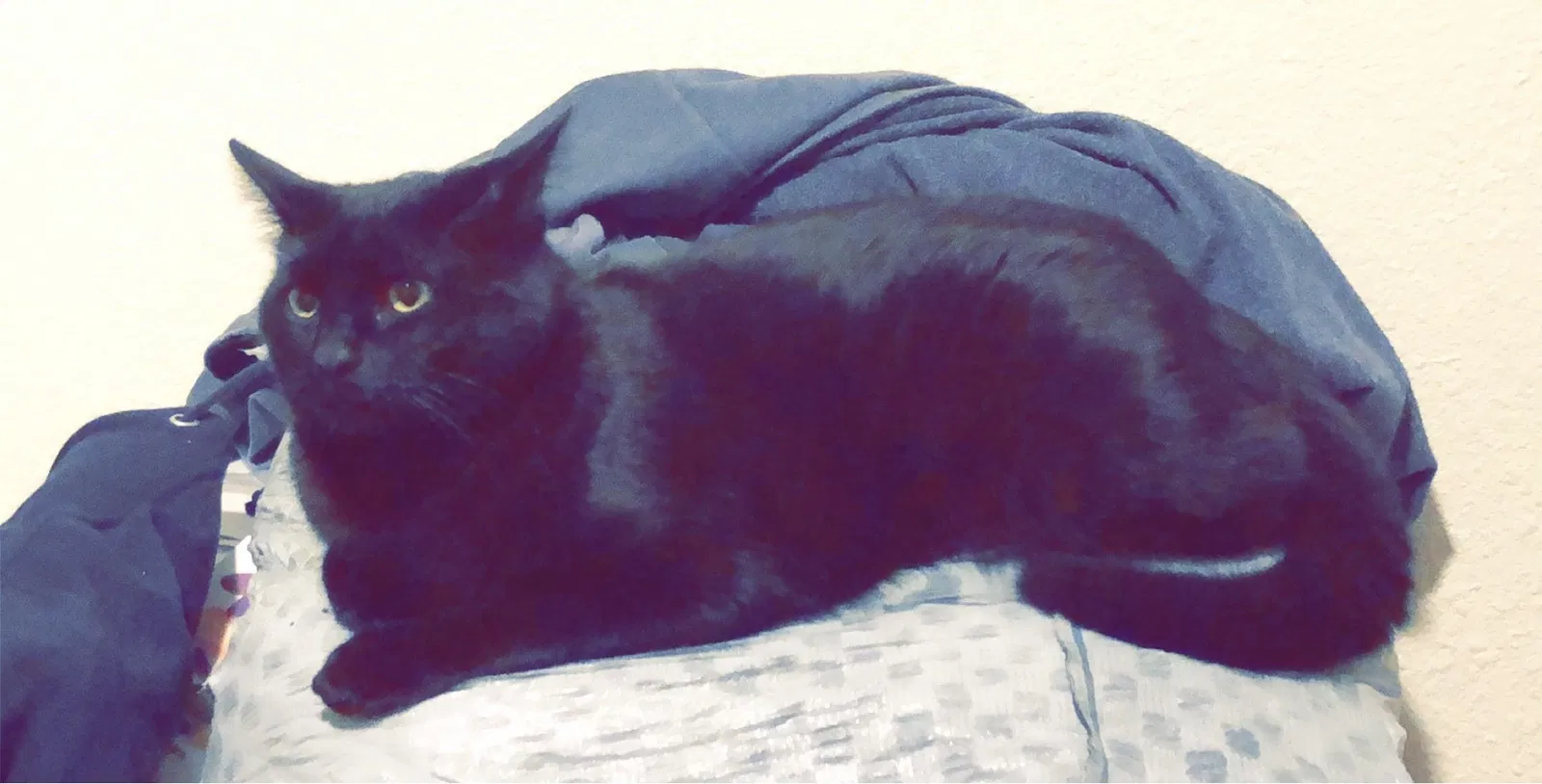 Lost cat in Spanaway, WA, 98387
