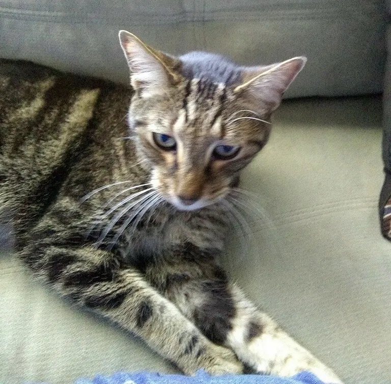 Lost cat in Austin, TX, 78757