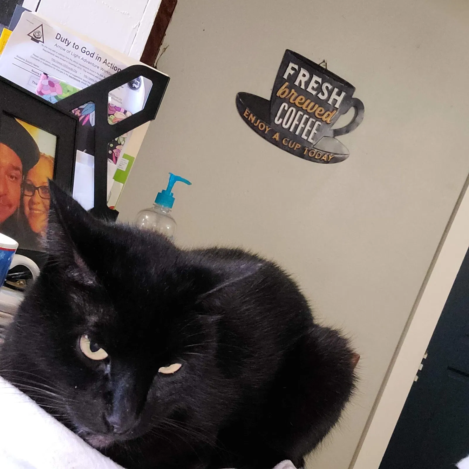 Lost cat in Temple, TX, 76501