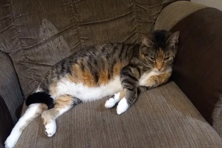 Lost cat in Rogers, AR, 72756