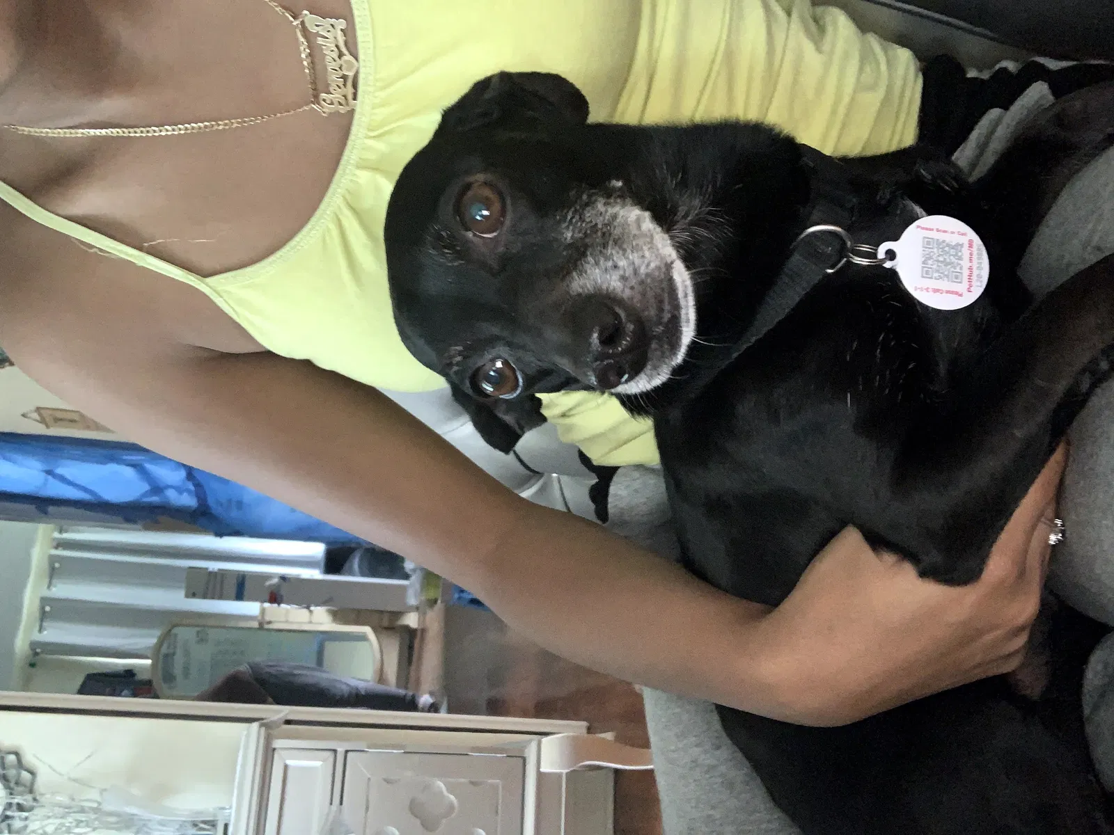 Lost dog in Miami, FL, 33168