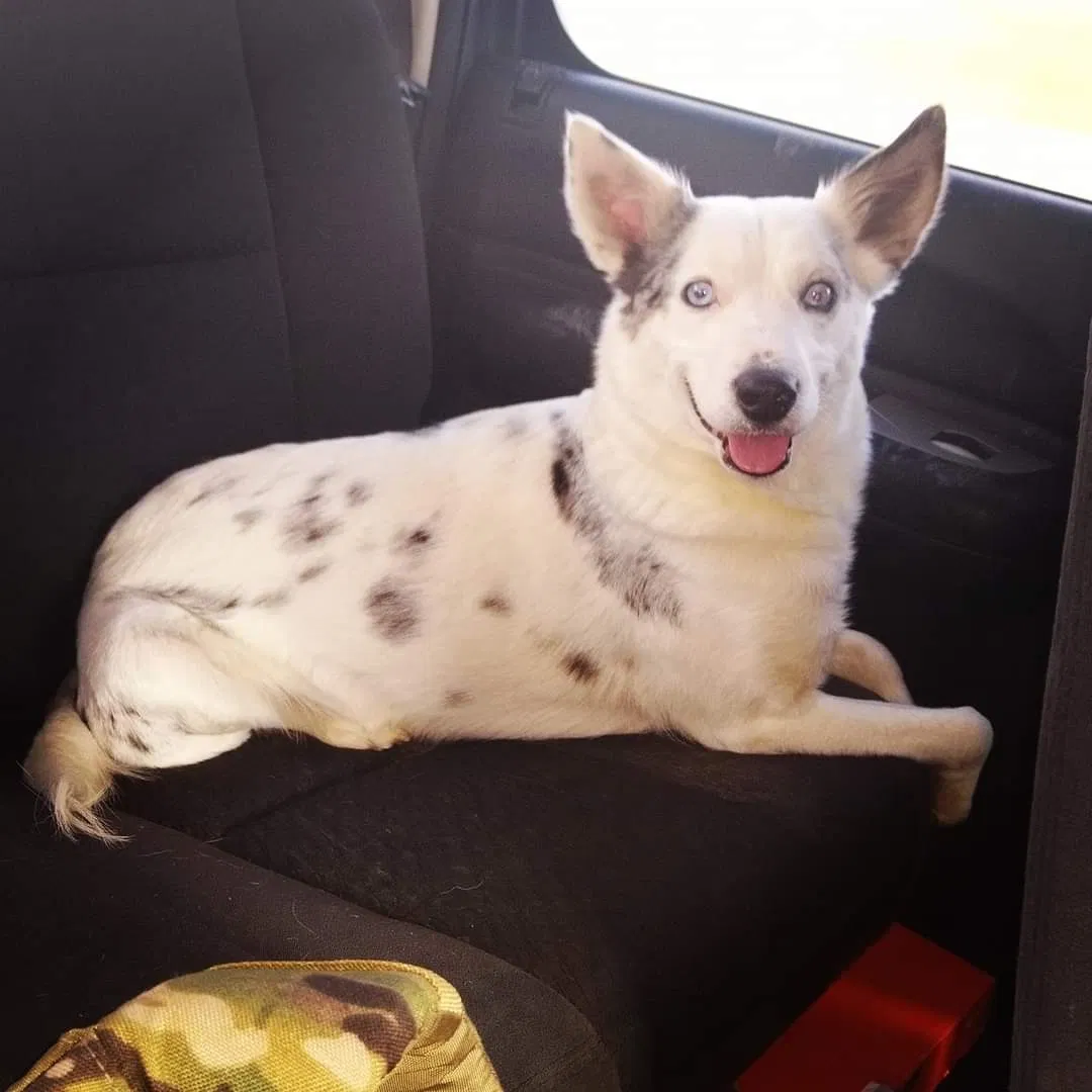 Lost dog in Waco, KY, 40385