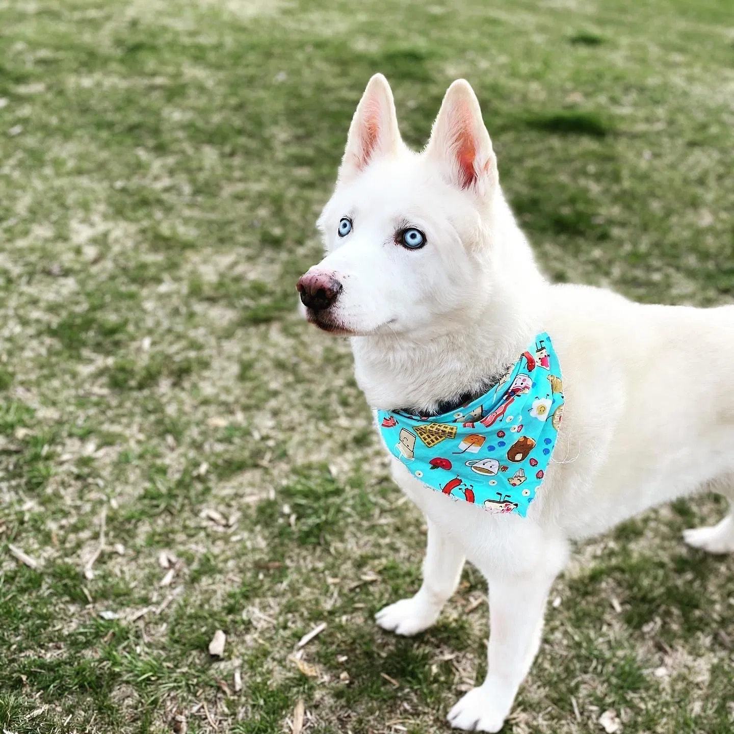 Lost dog in Denver, CO, 80211