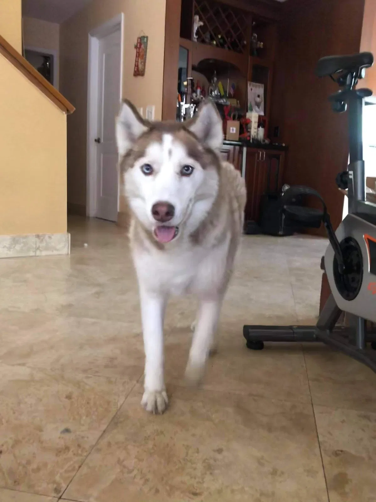 Lost dog in Miami, FL, 33196