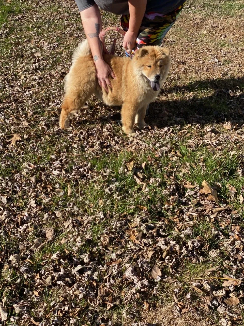 Lost dog in Columbia, MO, 65201