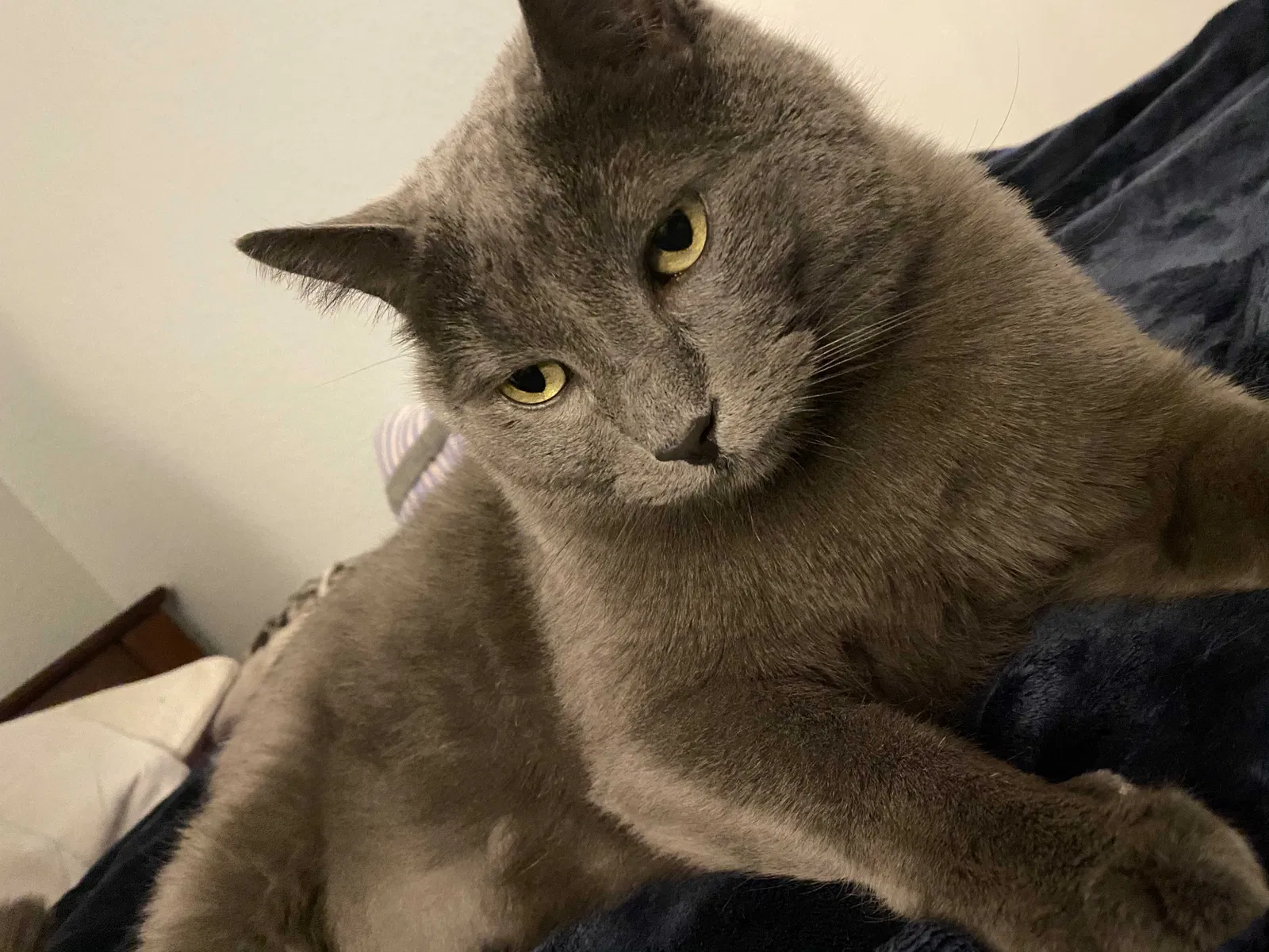 Lost cat in Bloomington, CA, 92316