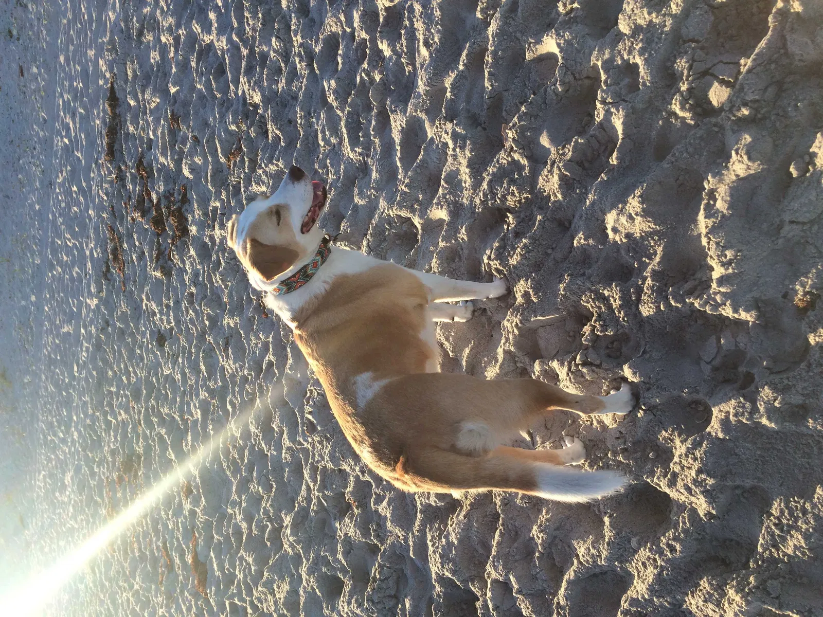 Lost dog in Wilmington, NC, 28405