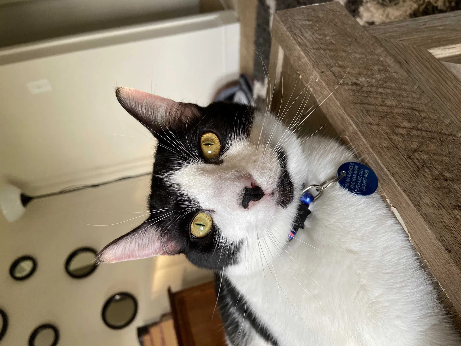 Lost cat in Spring Lake, NC, 28390
