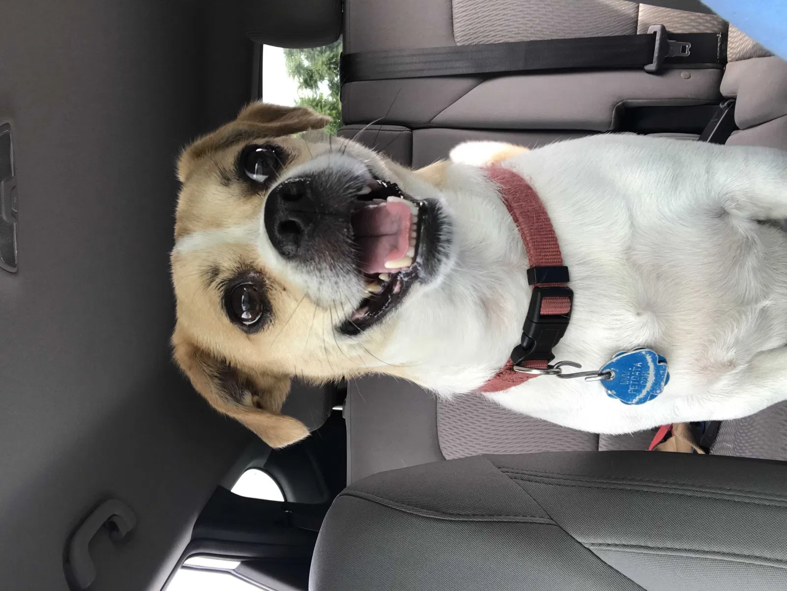 Lost dog in Kansas City, MO, 64128