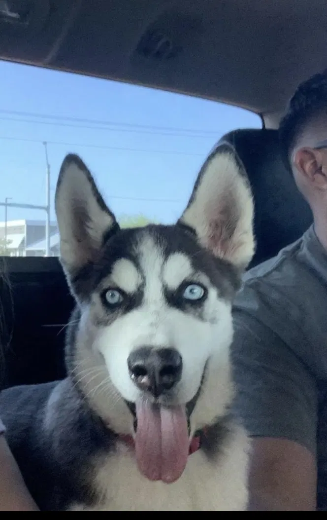 Lost dog in Harlingen, TX, 78552