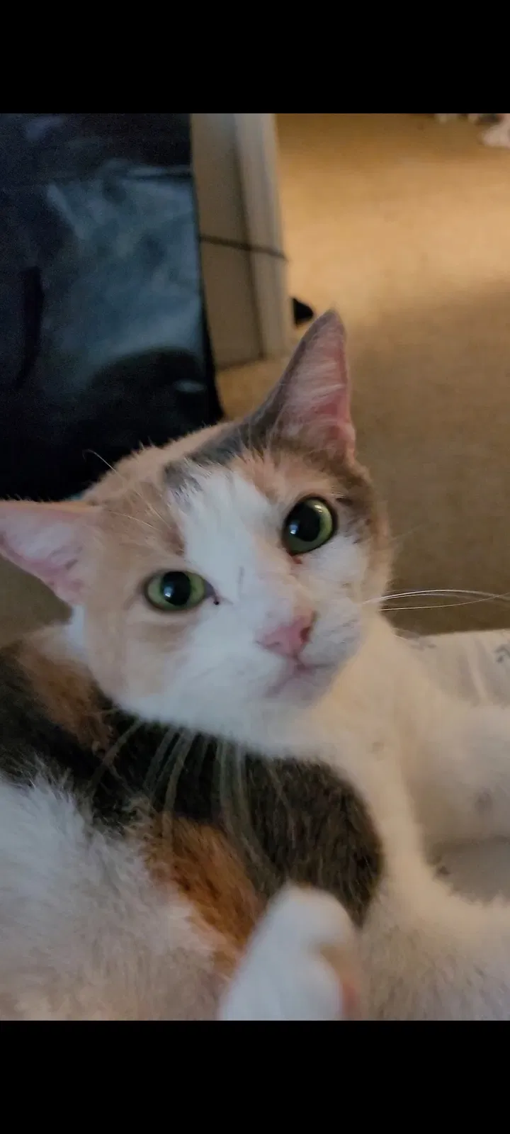Lost cat in Orlando, FL, 32812
