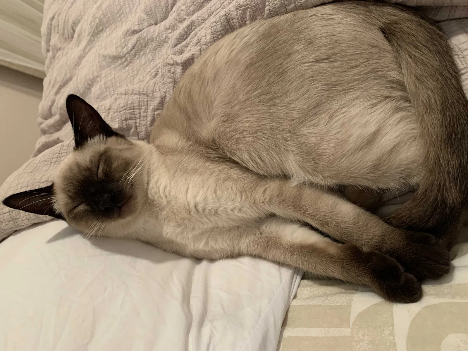 Lost cat in Roseville, CA, 95678