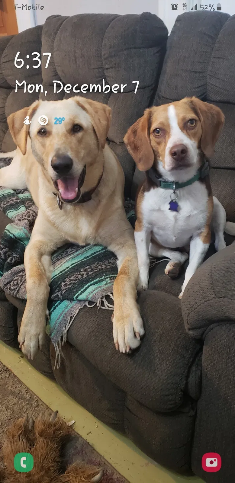 Lost dog in Saint Paris, OH, 43072