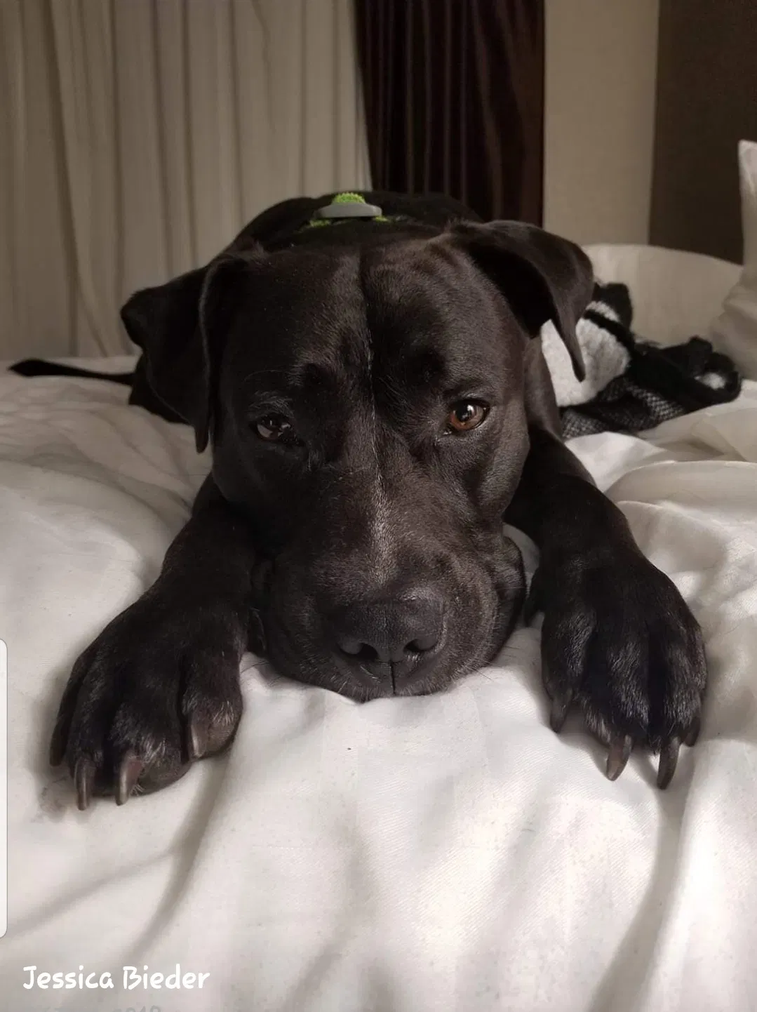 Lost dog in Pensacola, FL, 32534