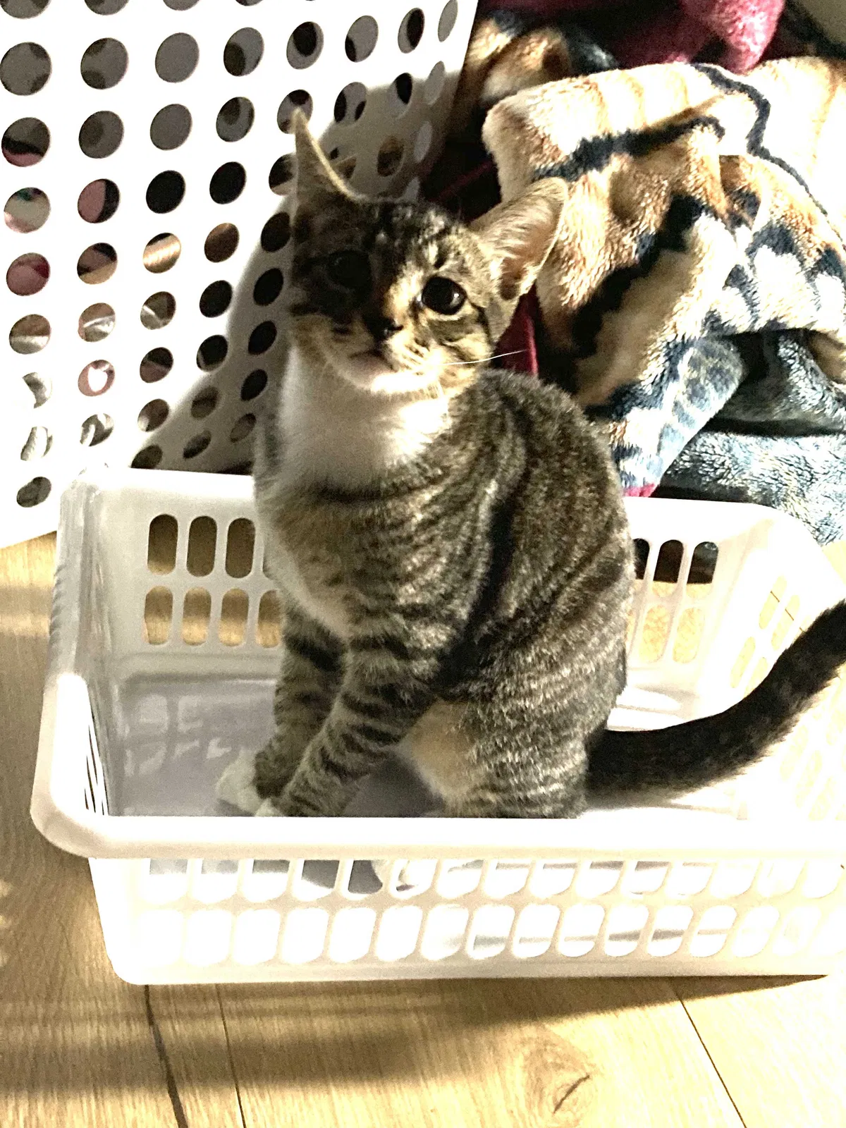 Lost cat in Unknown, CA, 920058