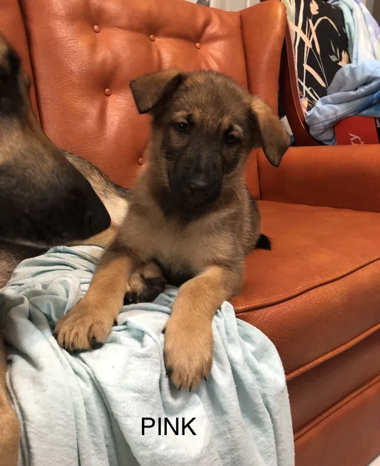 Lost dog in Aberdeen, MS, 39730