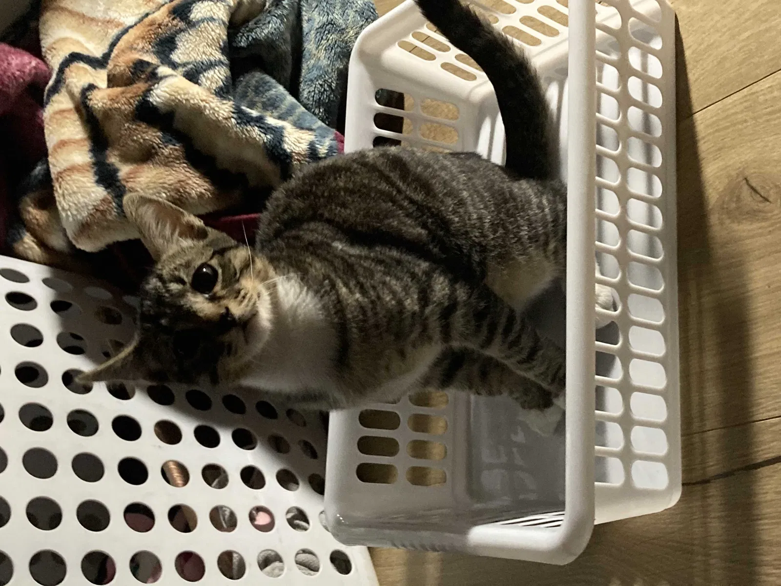 Lost cat in Fallbrook, CA, 92028