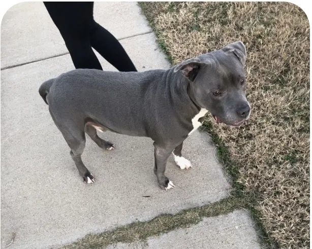 Lost dog in Fort Worth, TX, 76134