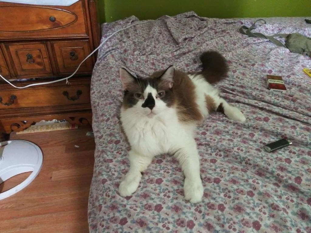 Lost cat in Virginia Beach, VA, 23454