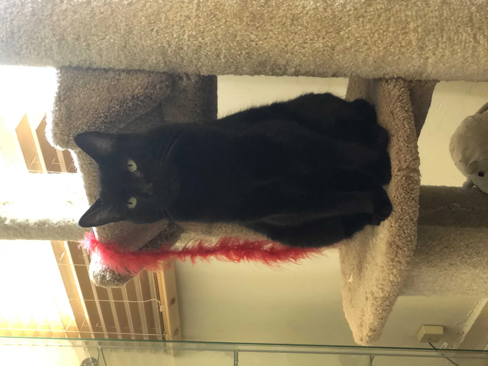 Lost cat in Oakland, CA, 94601