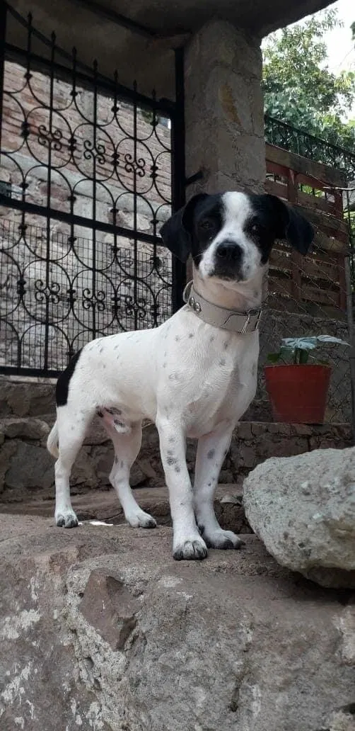 Lost dog in Los Angeles, CA, 90063