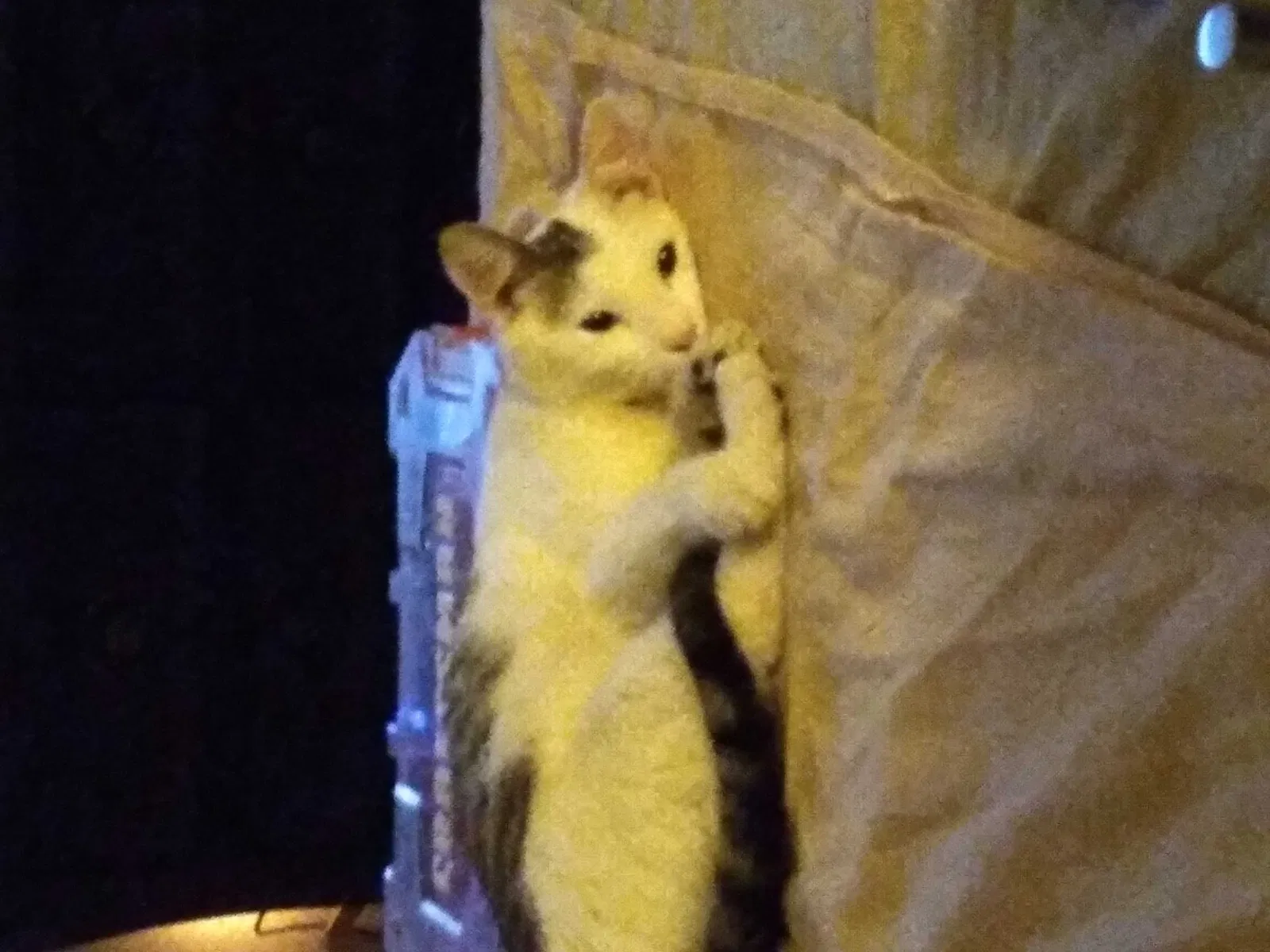 Lost cat in White Hall, AR, 71602