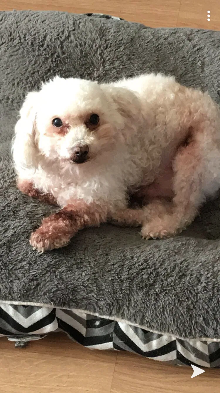 Lost dog in San Diego, CA, 92105
