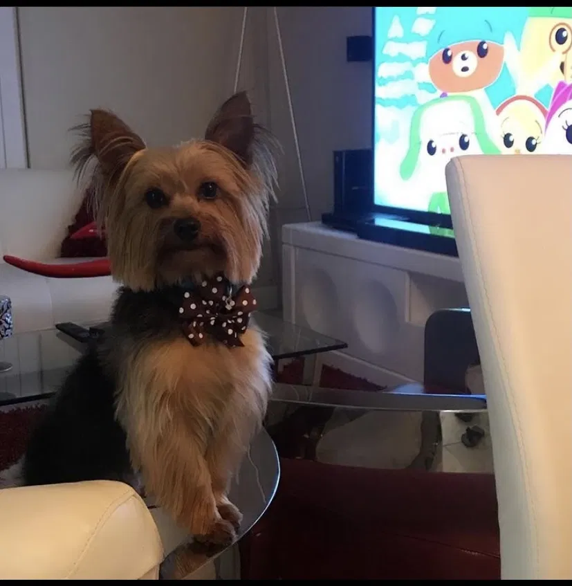 Lost dog in Miami, FL, 33144