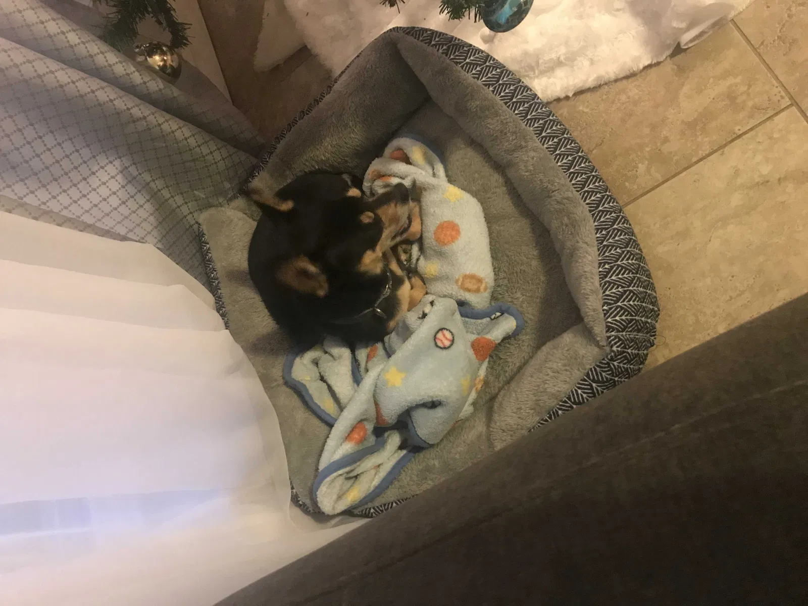 Found dog in El Paso, TX, 79907
