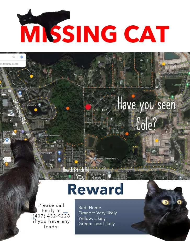 Lost cat in Winter Park, FL, 32792