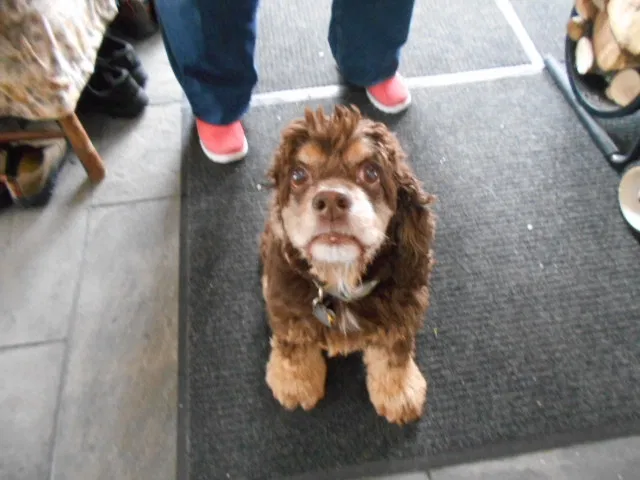Lost dog in Harwinton, CT, 6791