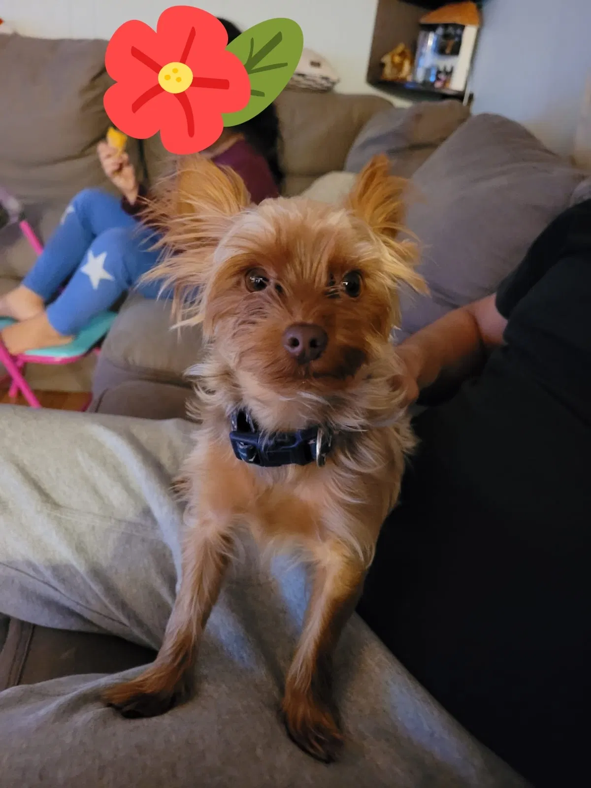 Found dog in Brentwood, MD, 20722