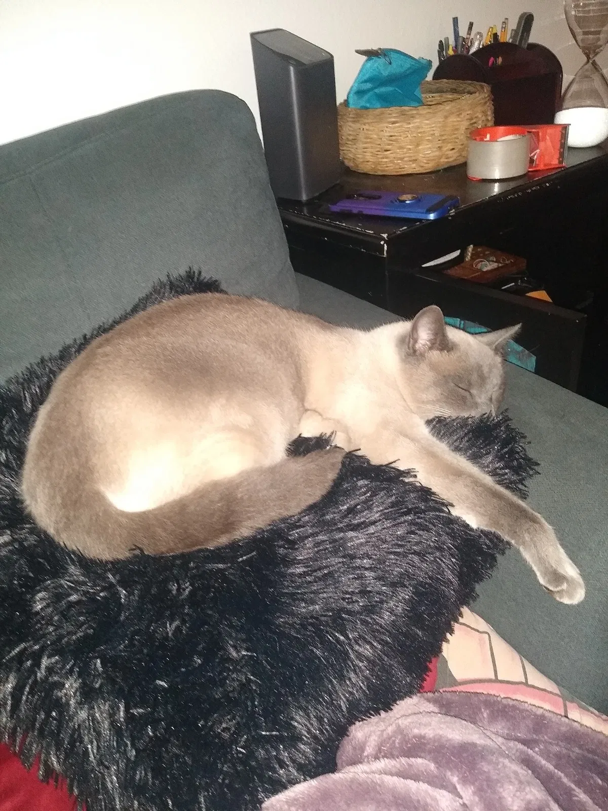 Lost cat in Hillsboro, OR, 97124
